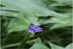 Monochoria hastata